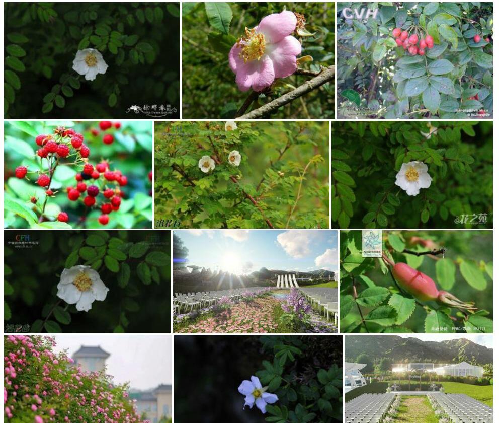 秦岭蔷薇照片和图片/