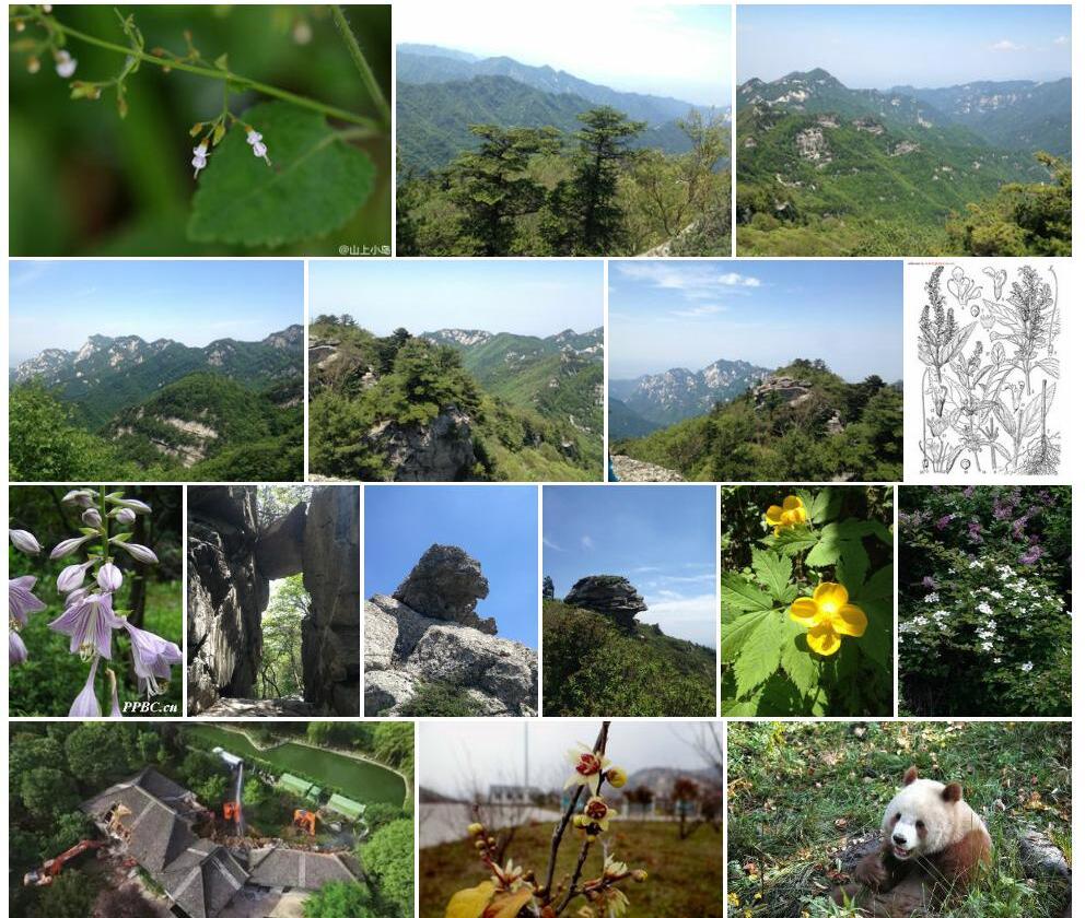 秦岭香科科照片和图片/