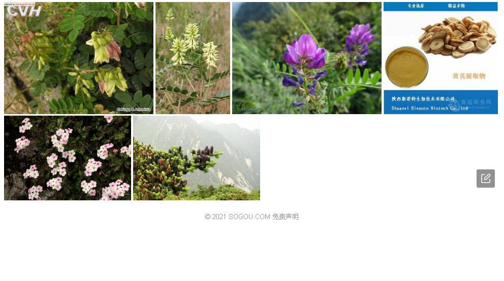 秦岭黄耆照片和图片/