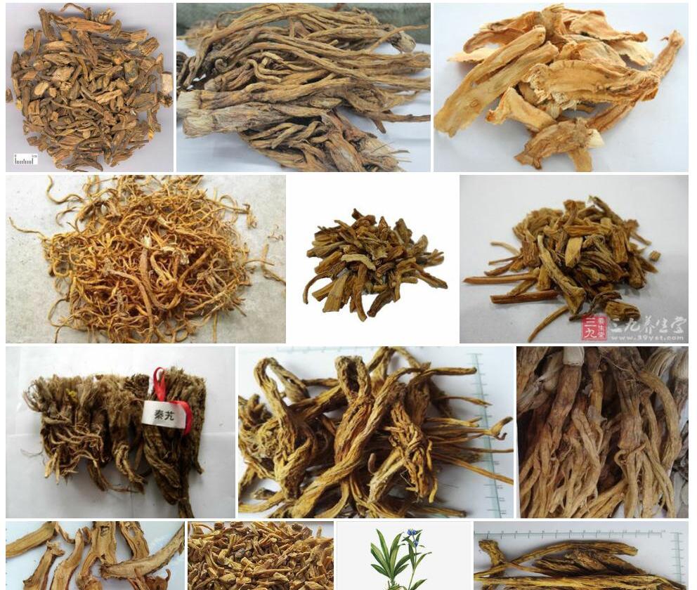 秦艽照片和图片/