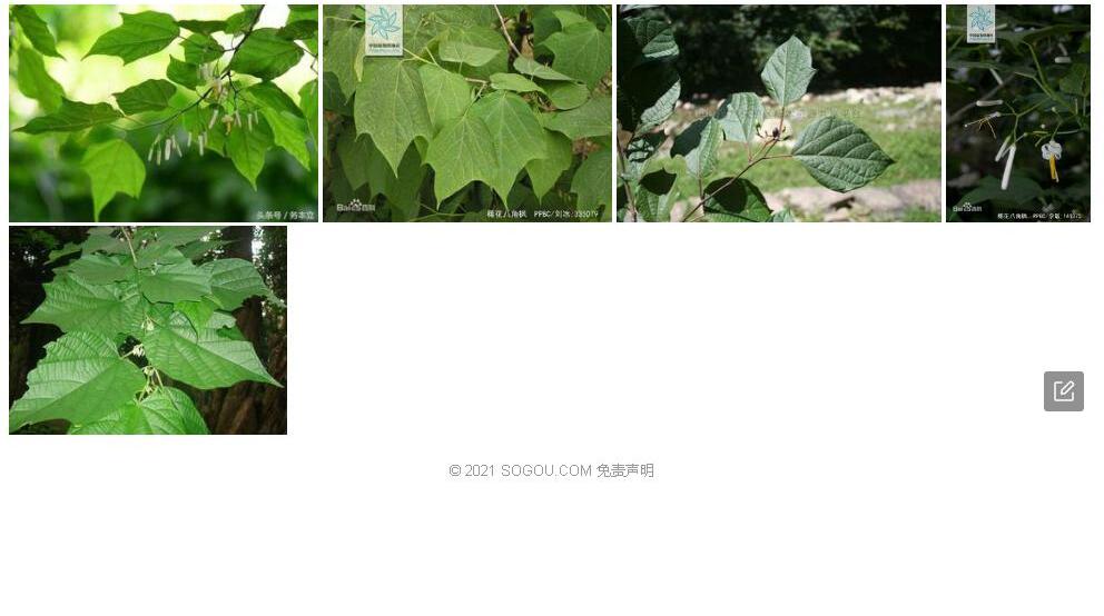 稀花八角枫照片和图片/