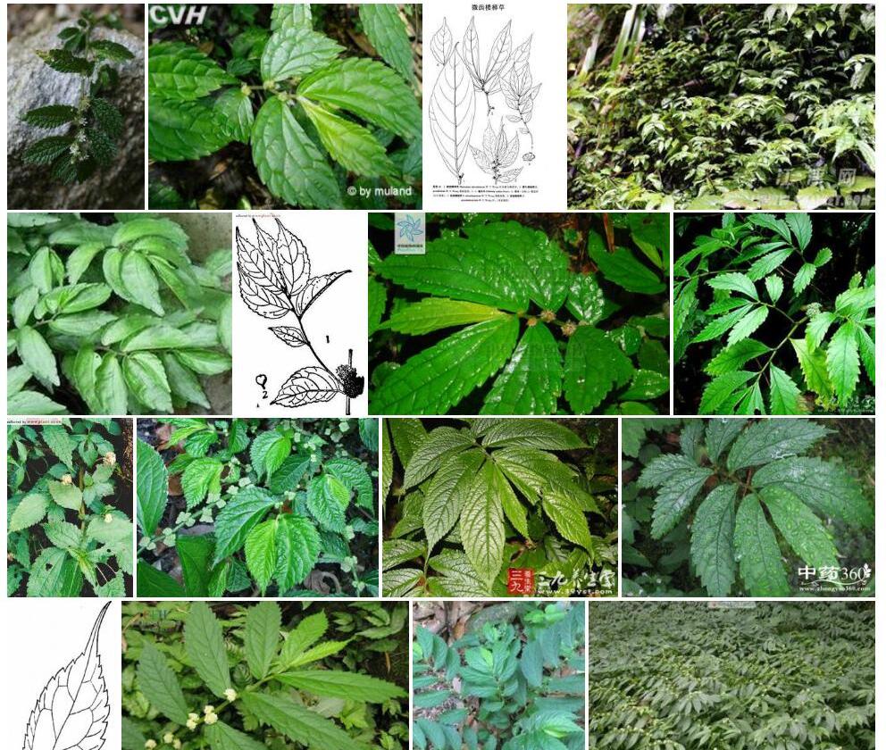 稀齿楼梯草照片和图片/