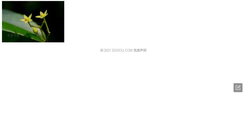 程香仔树照片和图片/