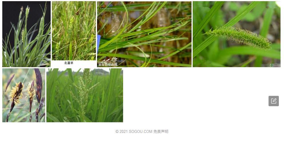 稗薹草照片和图片/