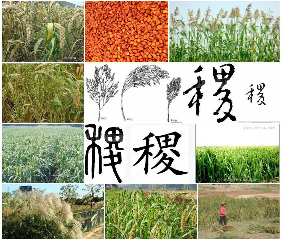 稷照片和图片/