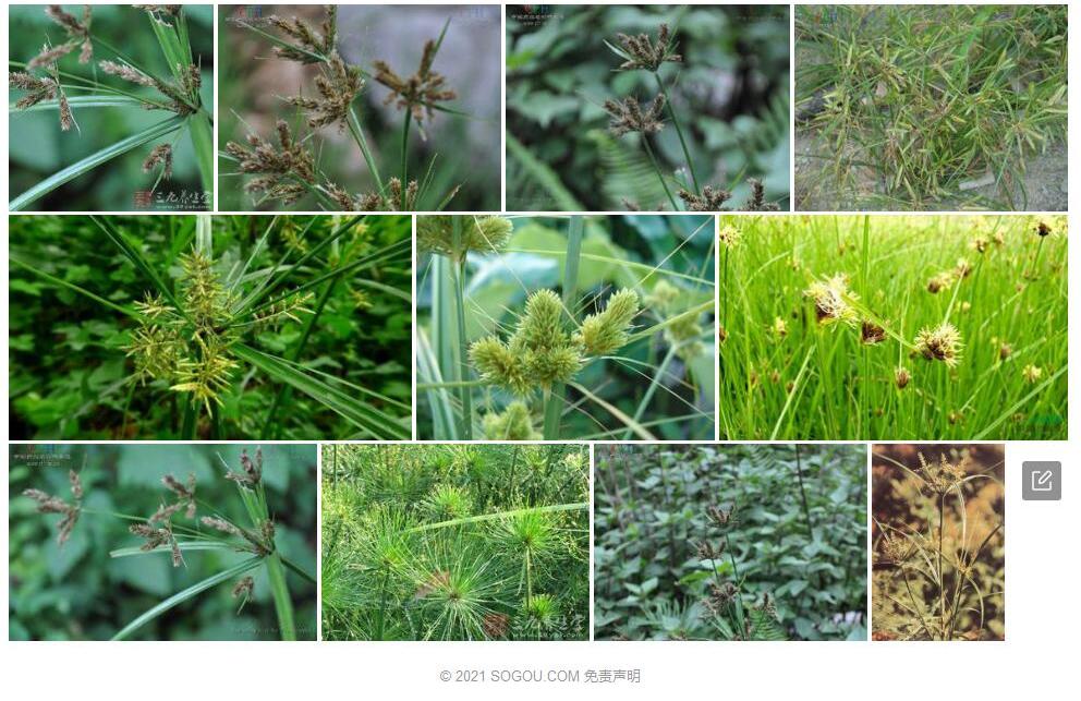 穇穗莎草照片和图片/