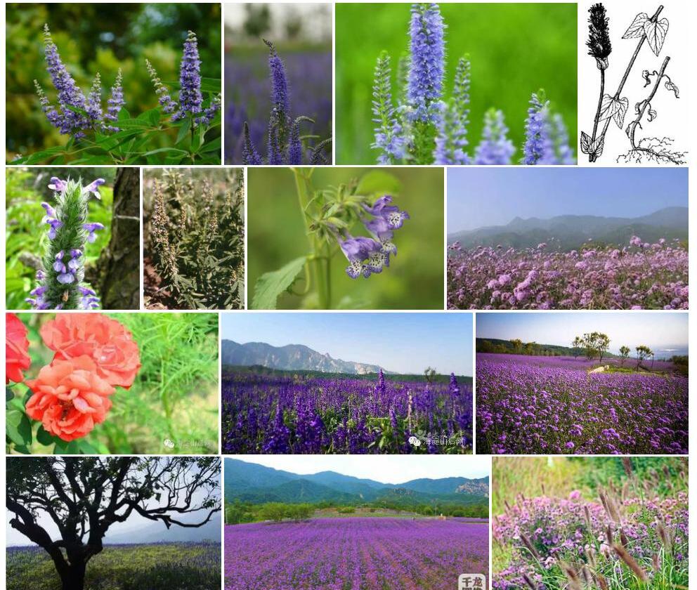 穗花荆芥照片和图片/