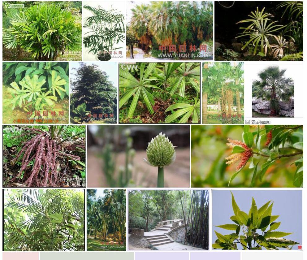 穗花轴榈照片和图片/
