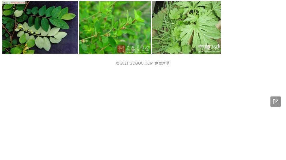 穗萼叶下珠照片和图片/