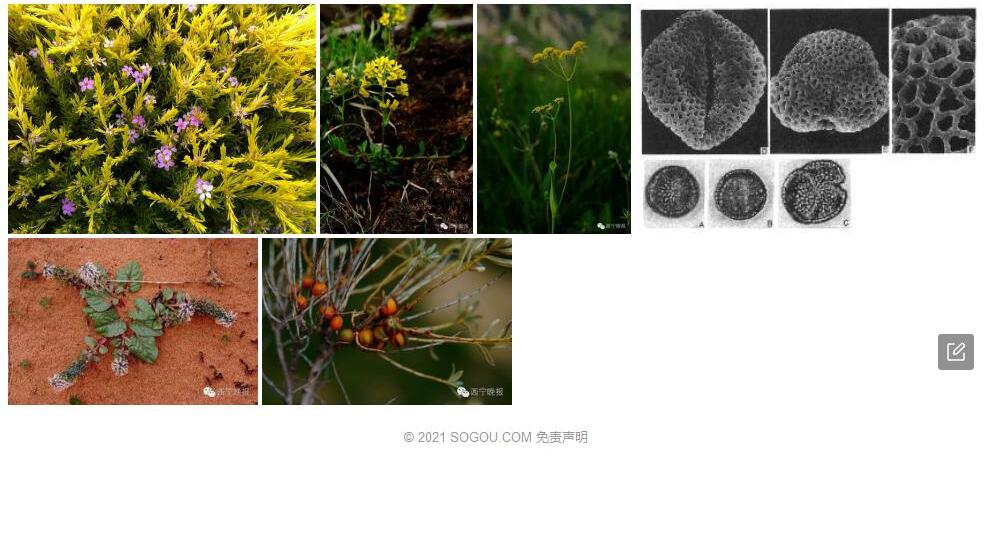 穴丝荠照片和图片/