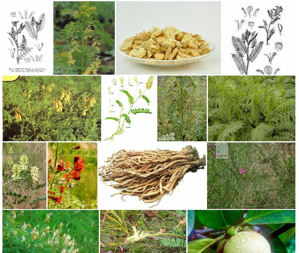 空茎岩黄耆照片和图片/