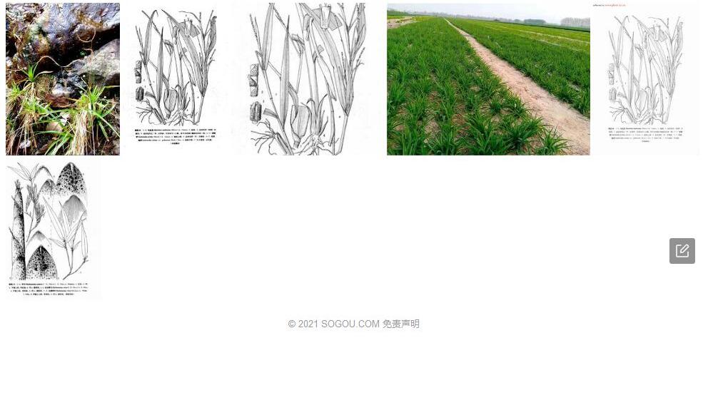 空轴茅照片和图片/