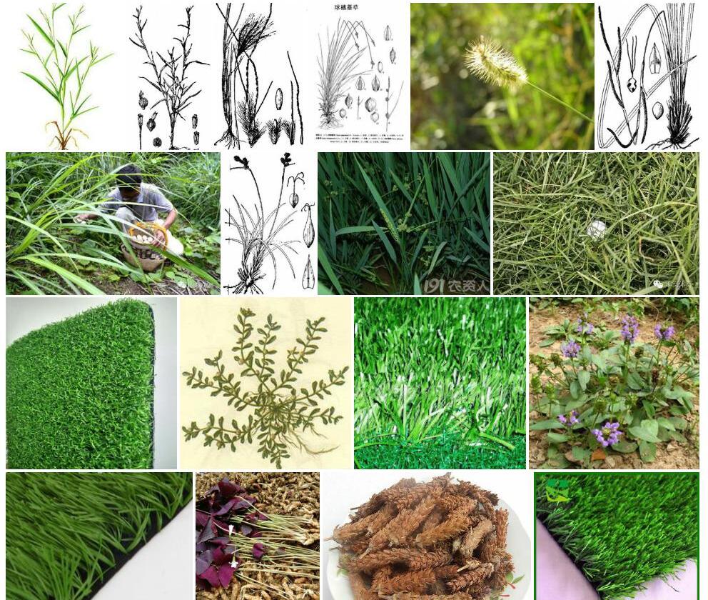 穿孔球穗草照片和图片/