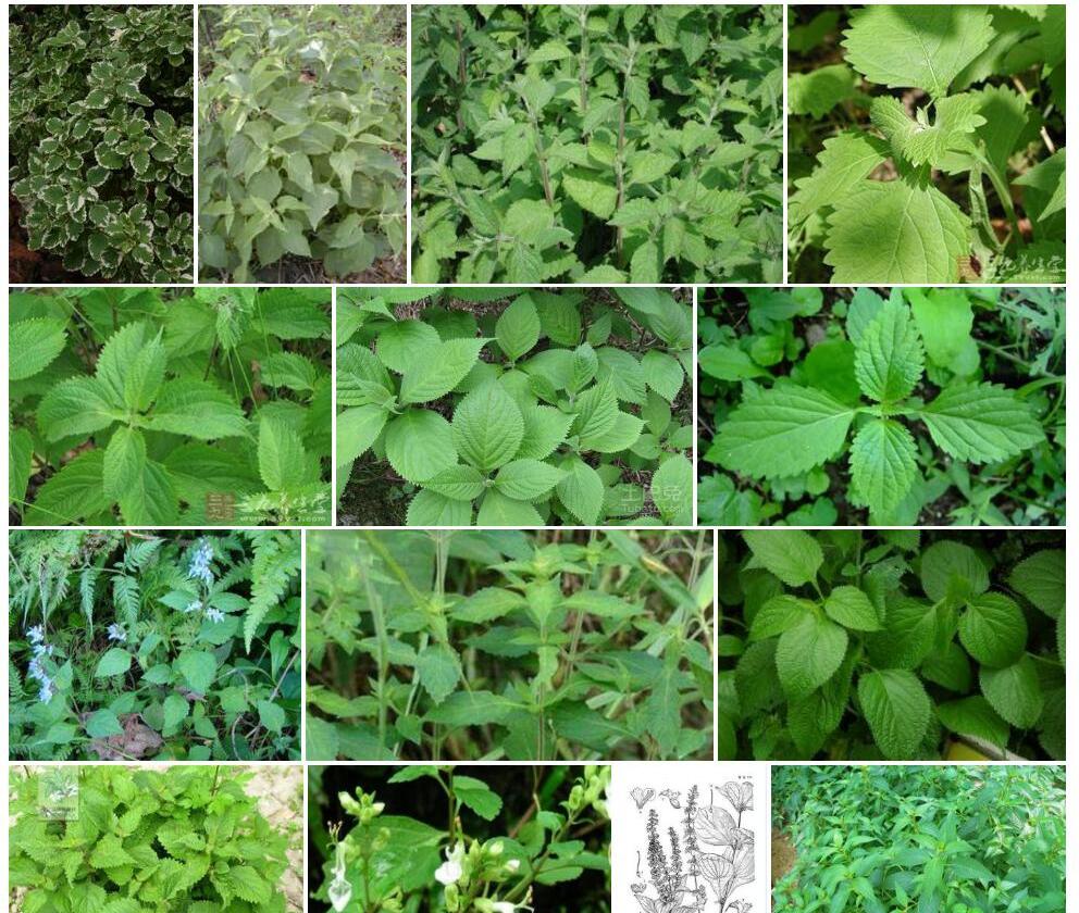 突尖香茶菜照片和图片/