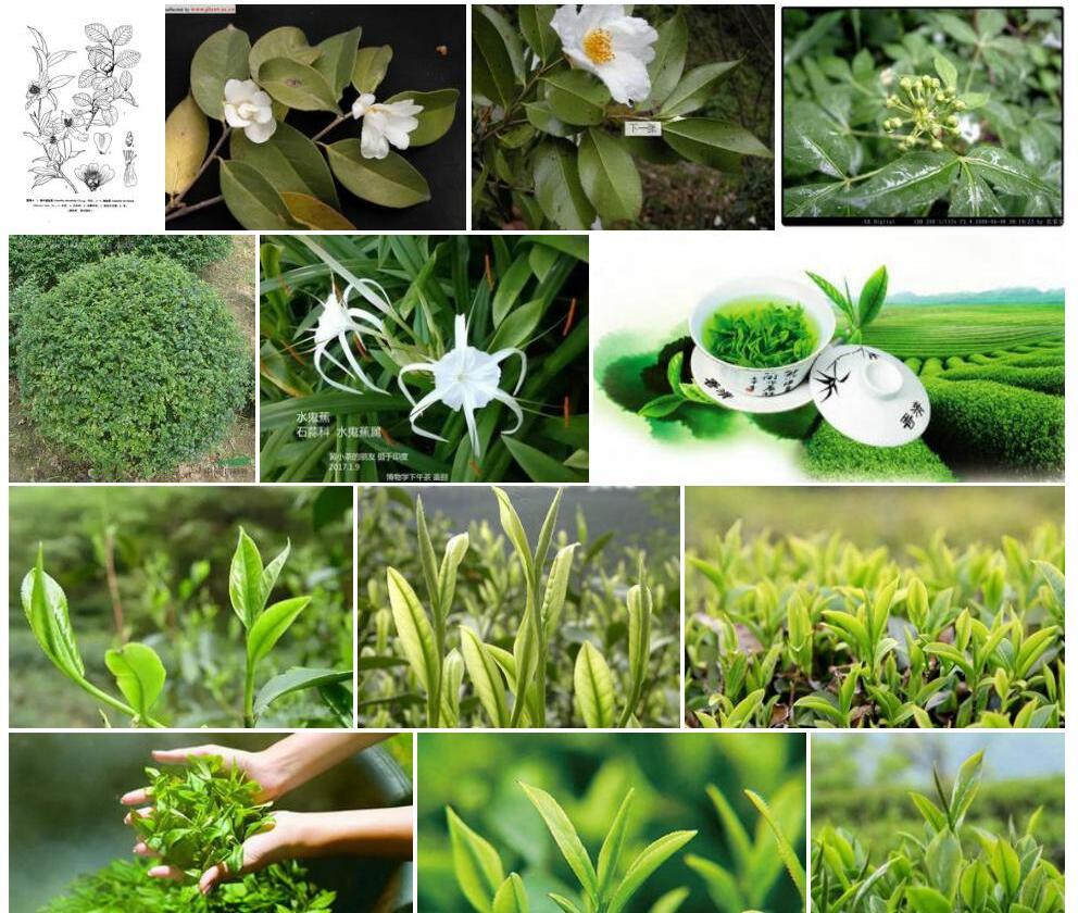 窄叶短柱茶照片和图片/