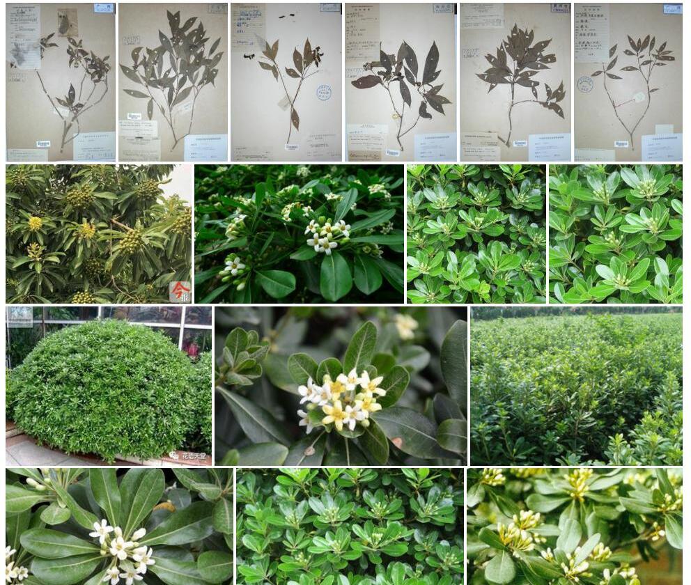 窄叶聚花海桐照片和图片/