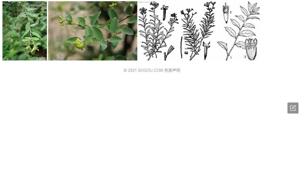 窄叶荛花照片和图片/