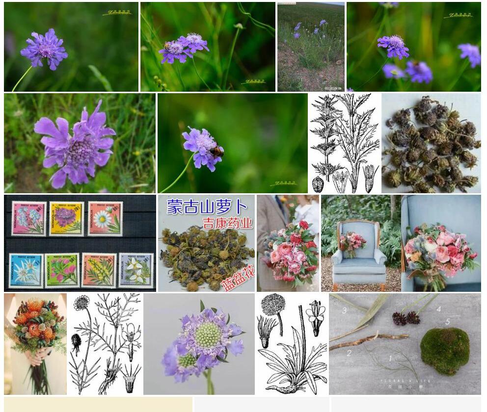 窄叶蓝盆花照片和图片/