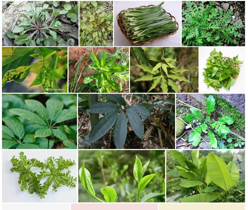 窄叶西南附地菜照片和图片/