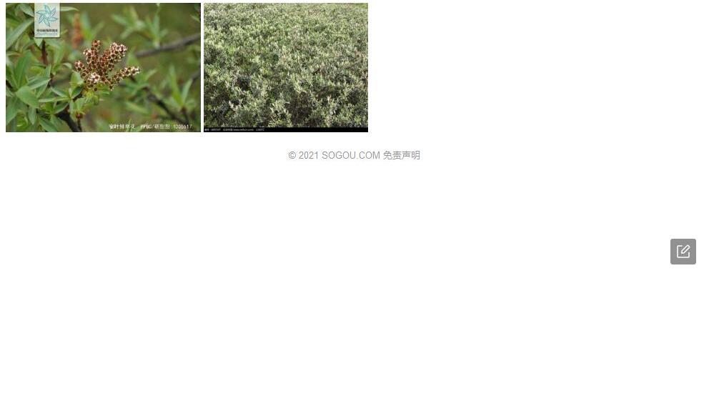窄叶锥照片和图片/