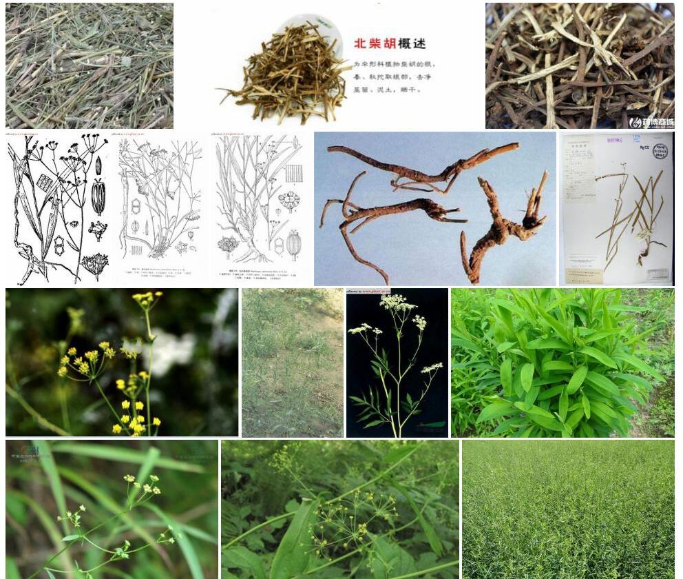 窄竹叶柴胡照片和图片/