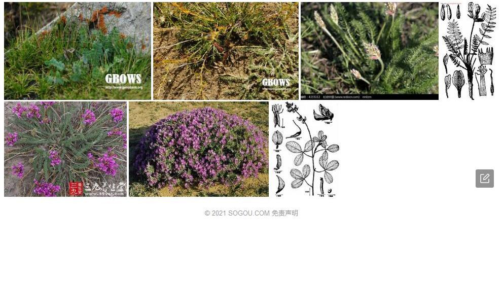 窄膜棘豆照片和图片/