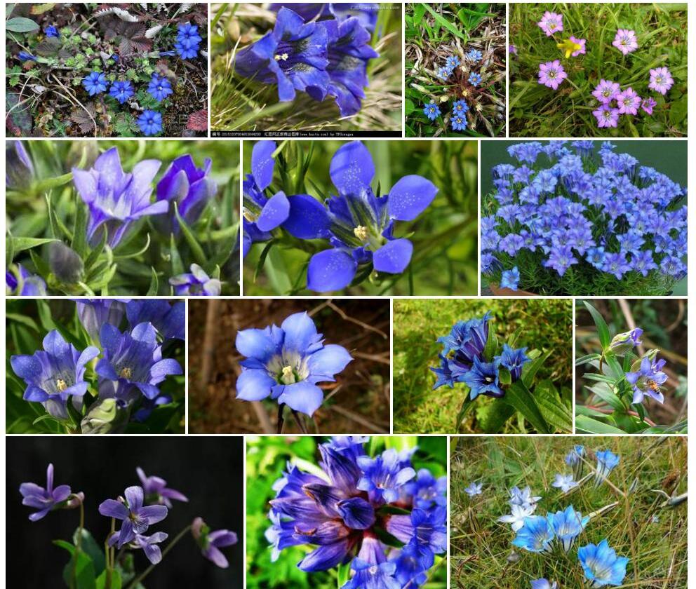 窄花假龙胆照片和图片/
