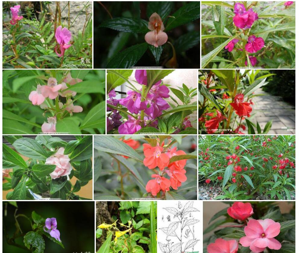 窄花凤仙花照片和图片/