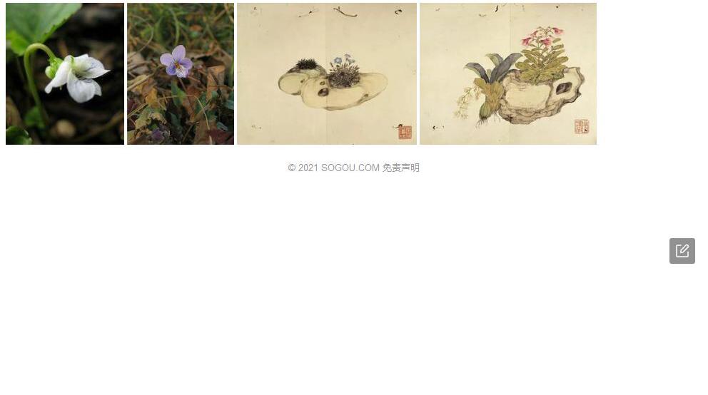 立堇菜照片和图片/