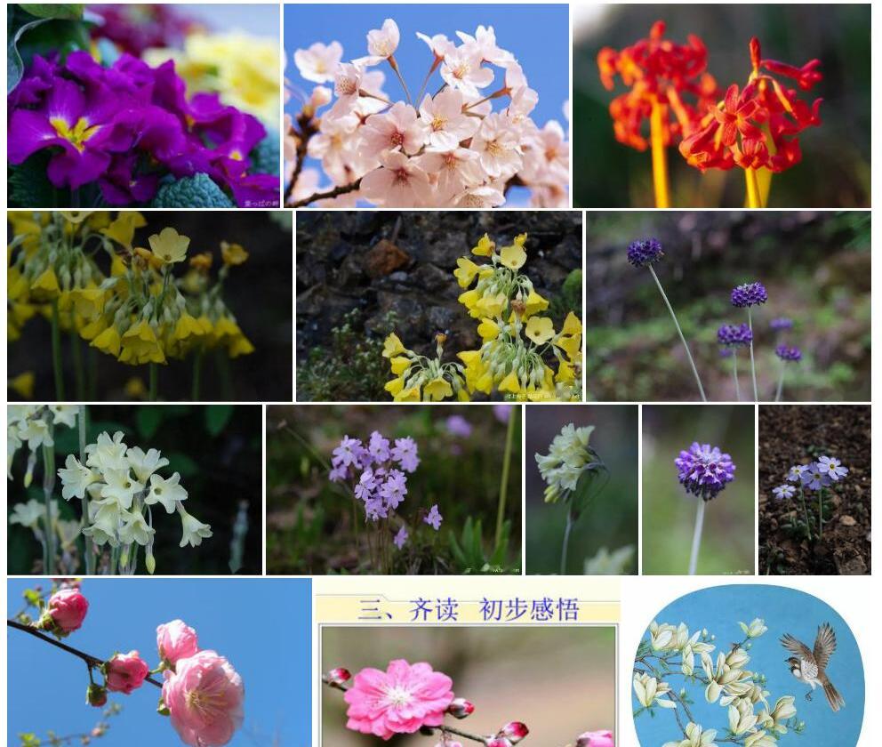 立花头序报春照片和图片/