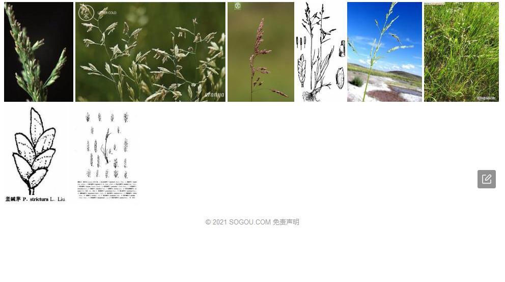 竖碱茅照片和图片/