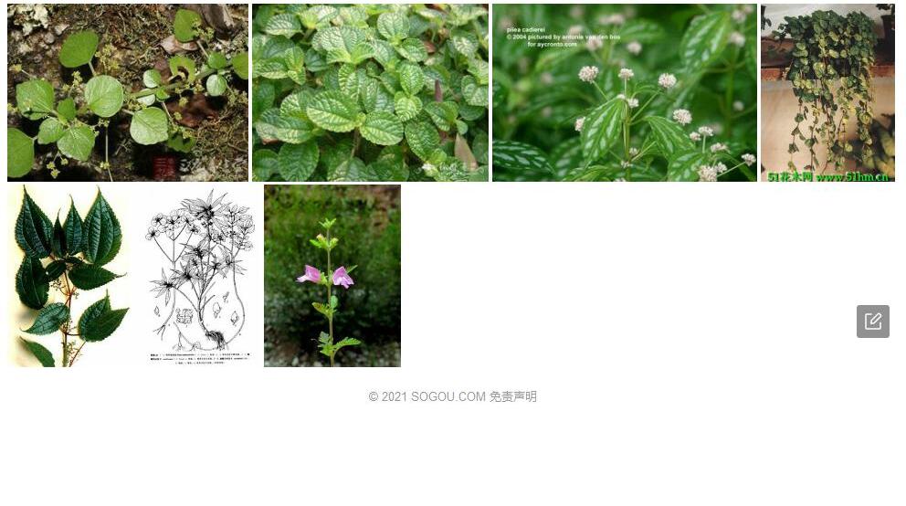 竹叶冷水花照片和图片/