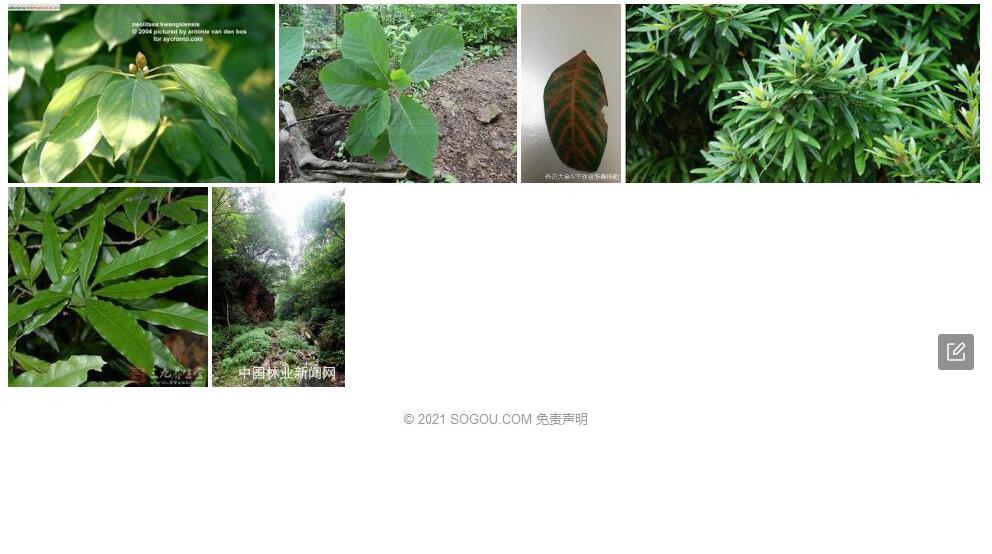 竹叶木姜子照片和图片/