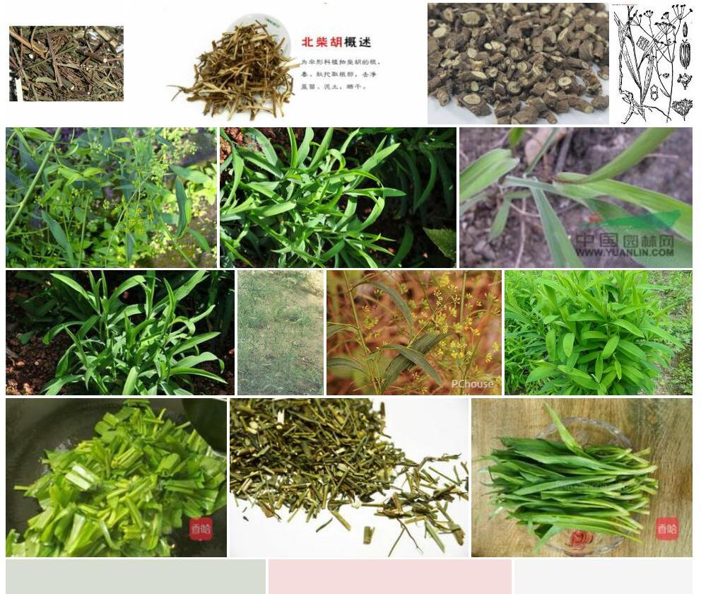 竹叶柴胡照片和图片/