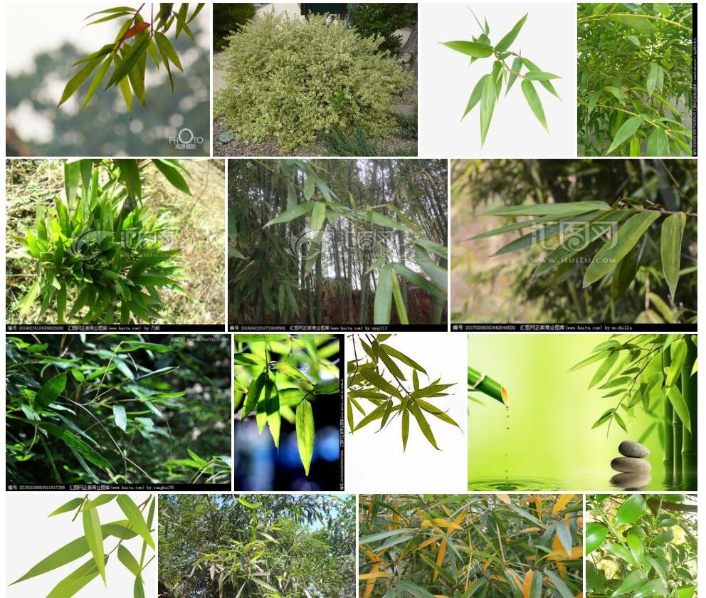 竹叶蒲桃照片和图片/