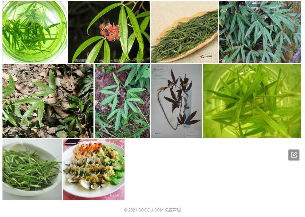 竹叶鸡爪茶照片和图片/