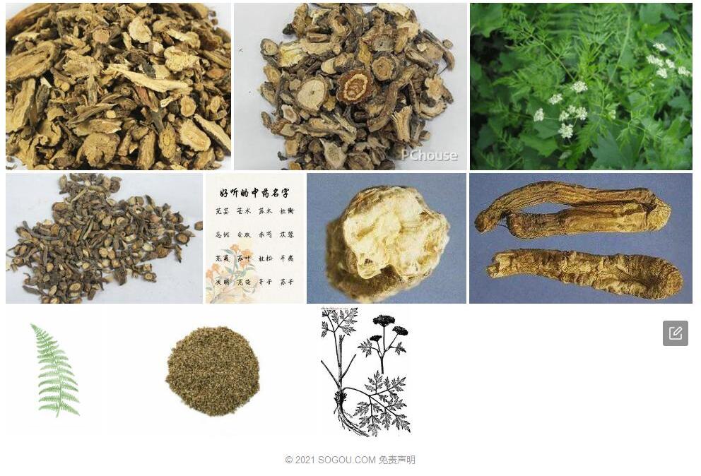竹节前胡照片和图片/