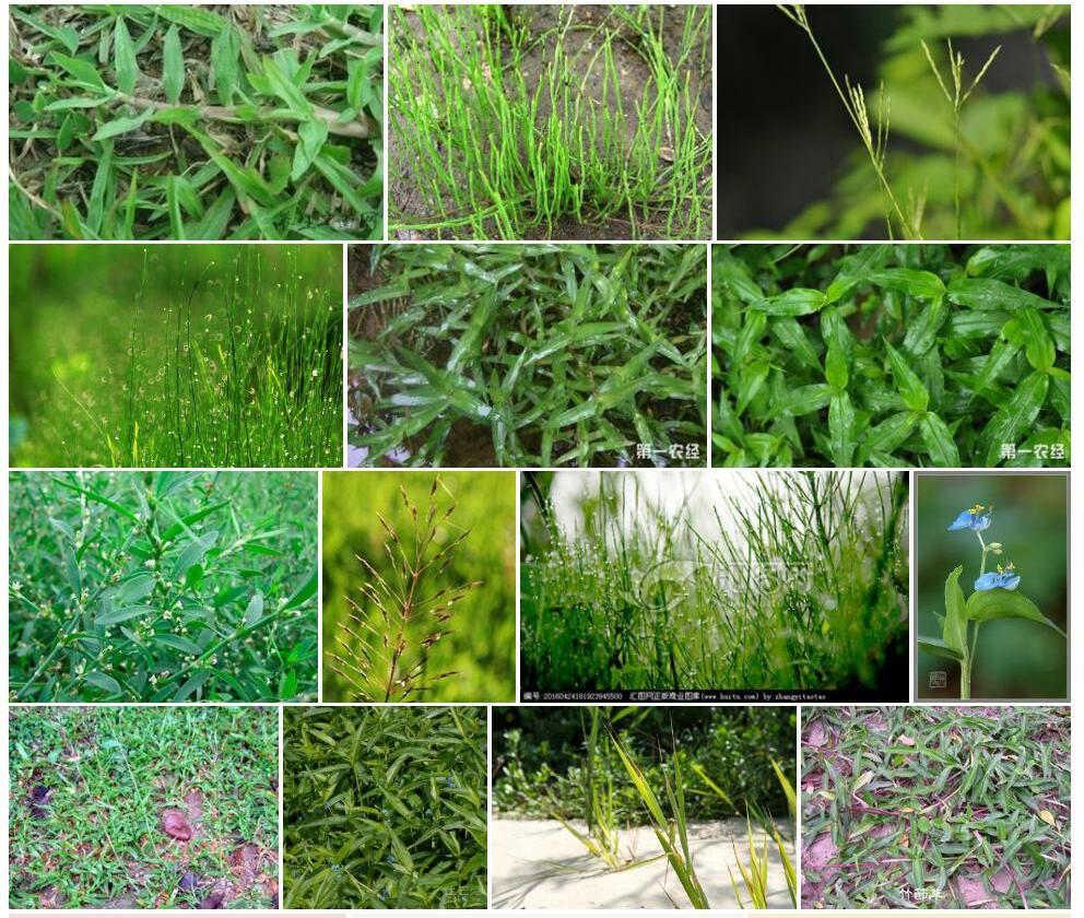 竹节草照片和图片/