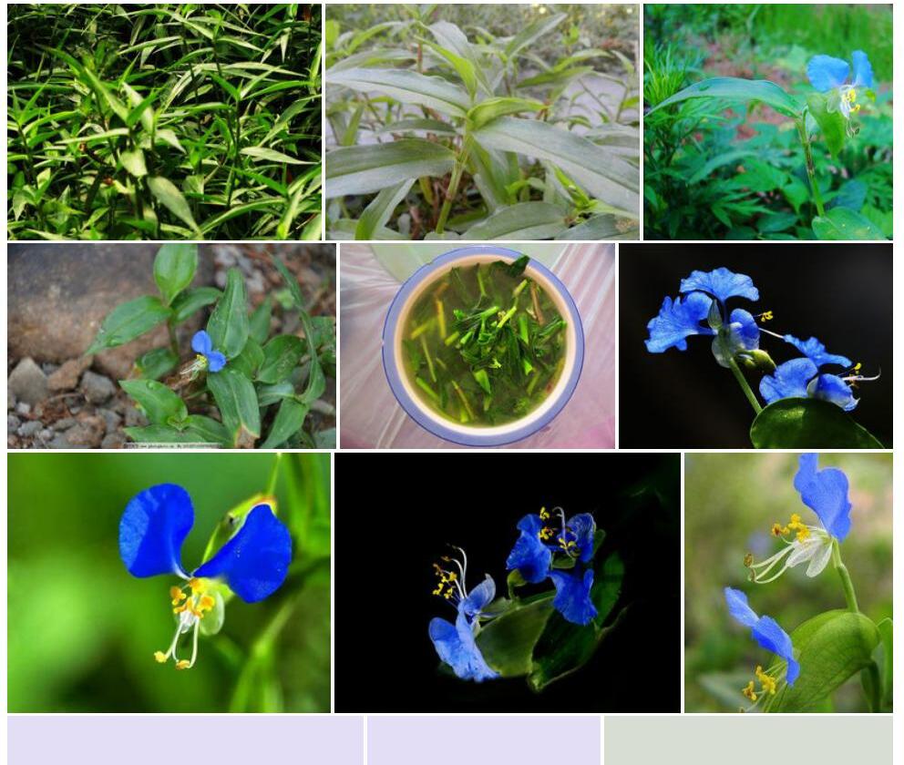 竹节菜照片和图片/