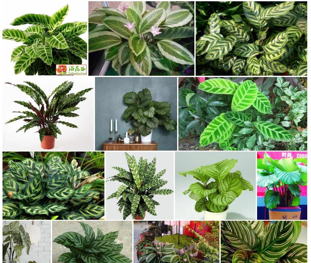 竹芋照片和图片/