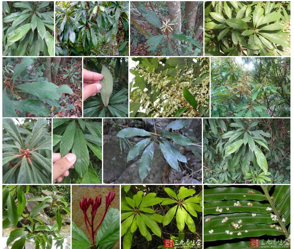 笔罗子照片和图片/