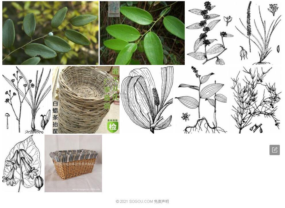 筐条菝葜照片和图片/
