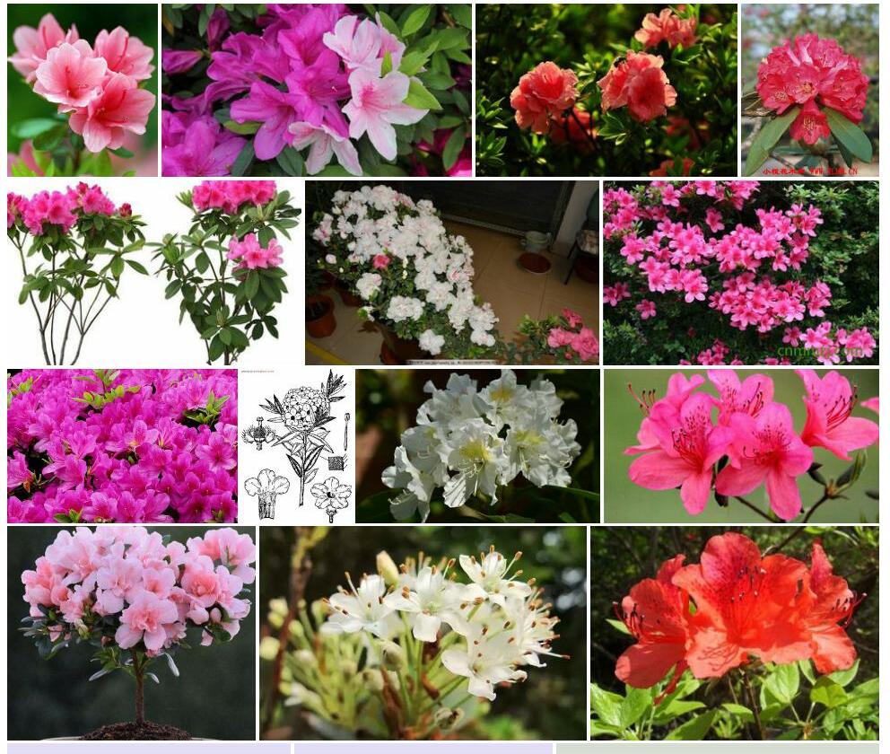 筒花杜鹃照片和图片/