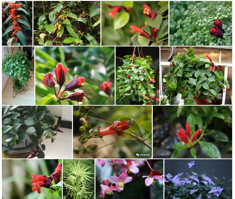 筒花芒毛苣苔照片和图片/