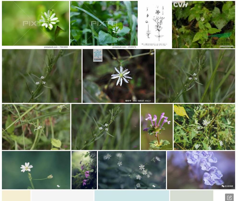 箐姑草照片和图片/
