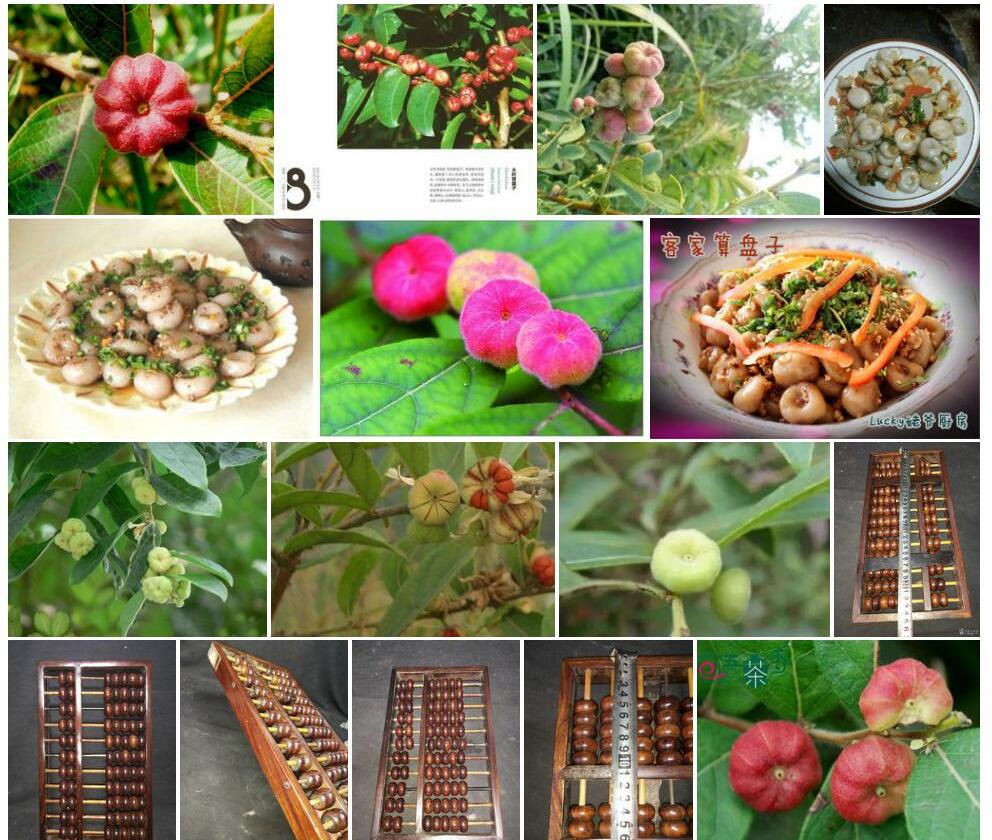 算盘子照片和图片/