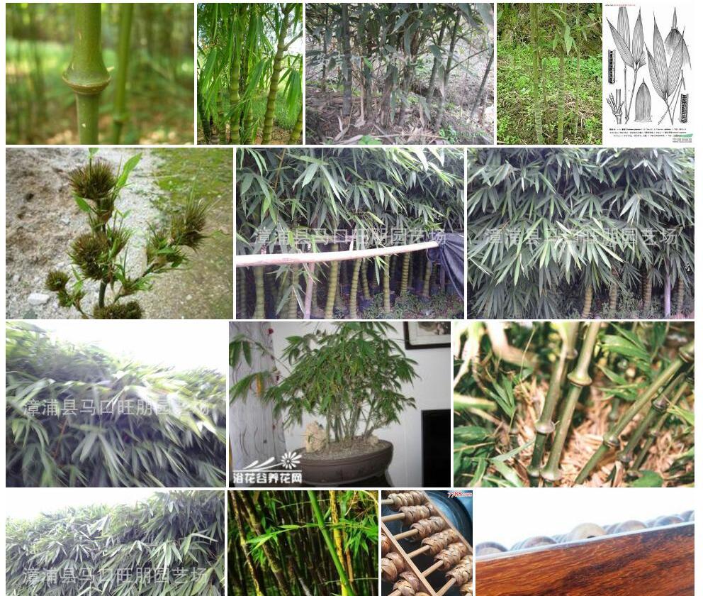 算盘竹照片和图片/