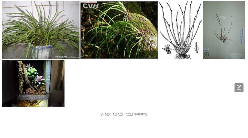 管叶牛角兰照片和图片/