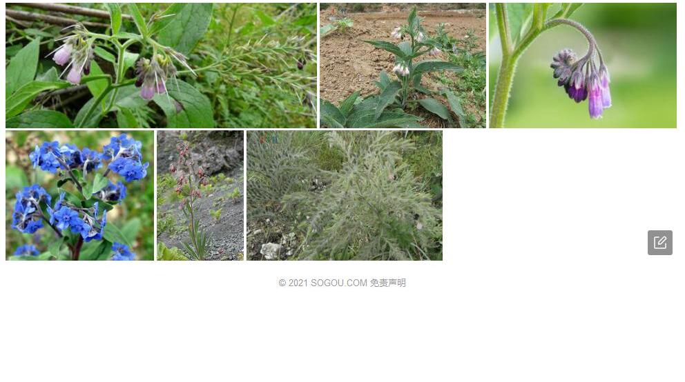 管状滇紫草照片和图片/