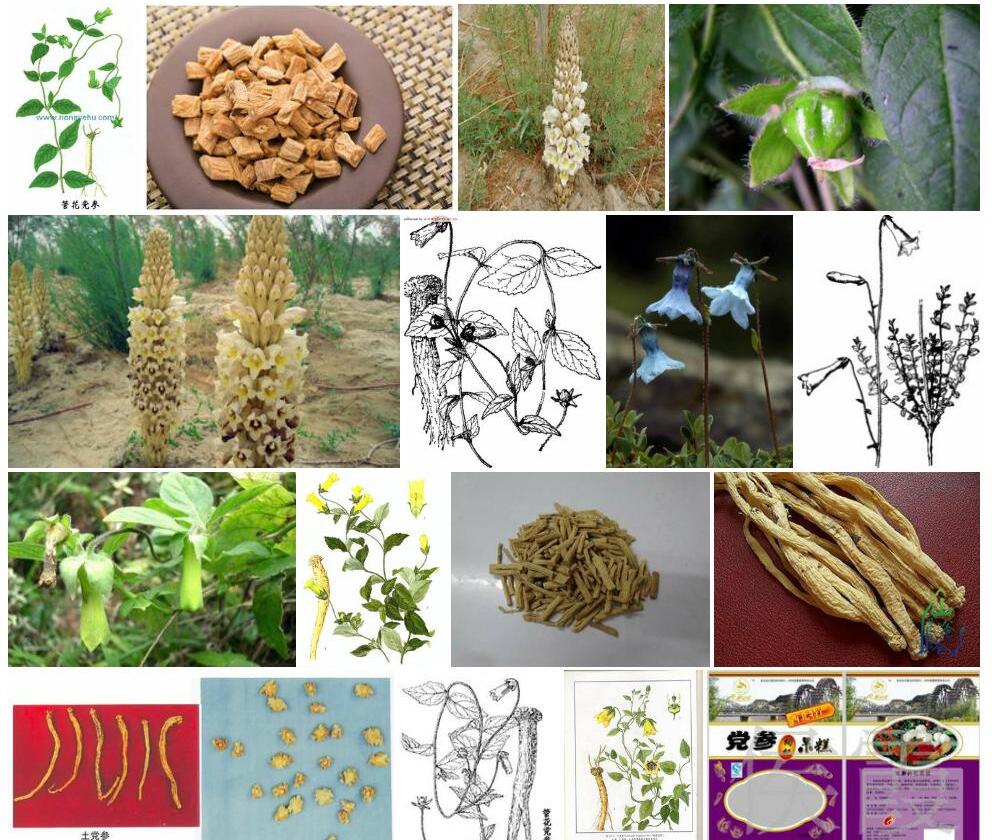 管花党参照片和图片/